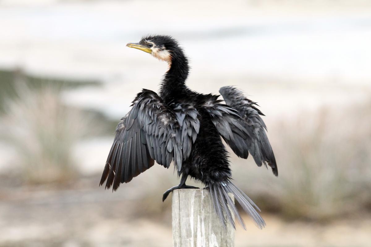 Little Shag (Microcarbo melanoleucos)